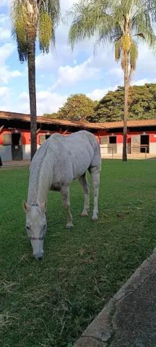 Cavalo QM