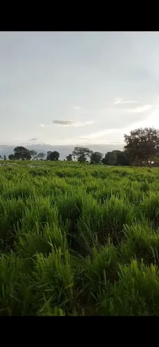 Serviço em fazenda