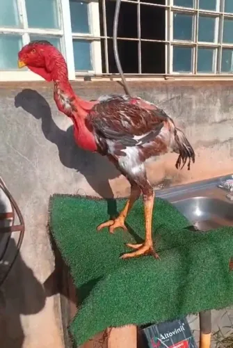 Ovos galados de polaco gigante
