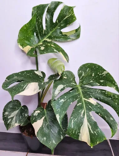Monstera Thai Constellation - promoção 