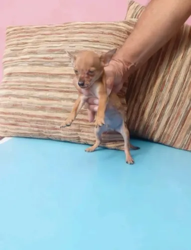 Filhote Pinscher Zero Especial