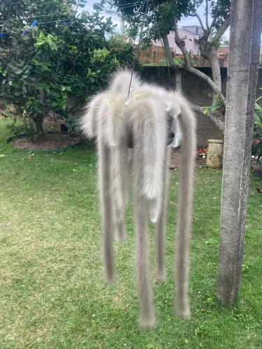 Linda flor rabo de macaco