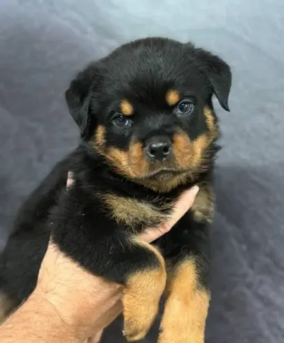 Rottweiler Filhotes Fortes de Alto Padrão.