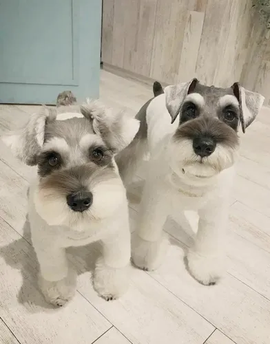 Lindo filhote de Schnauzer.