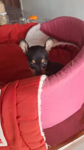 Cachorro pinscher