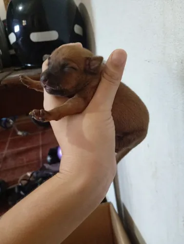 Cachorro pinscher número 3