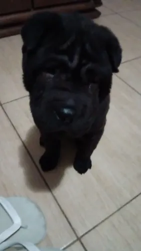 Filhote de Shar pei