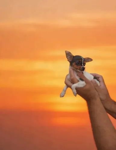Pinscher Macho e Fêmea - Perfeitos para Apartamento 