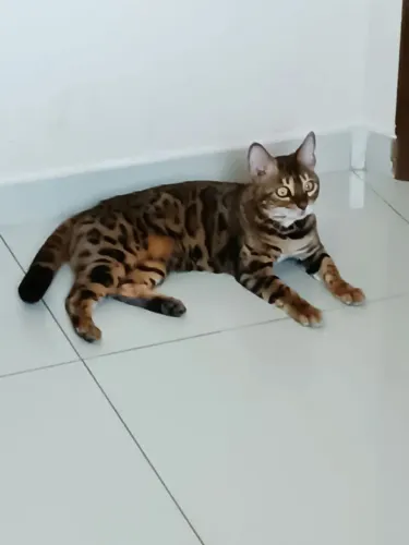 Gata bengal