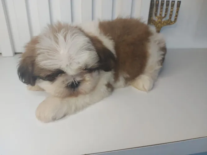 Shih Tzu macho e fêmea lindos <br><br>