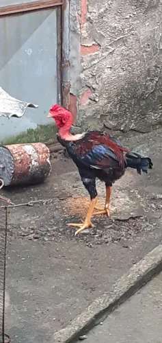 Frango polaco novo pedalador