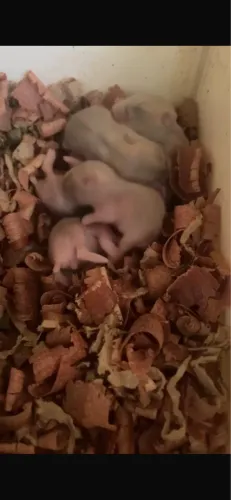 Vendo filhotes de hamster anão russo