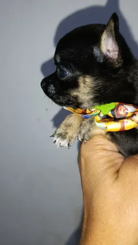 Black tan macho chihuahua Pc 