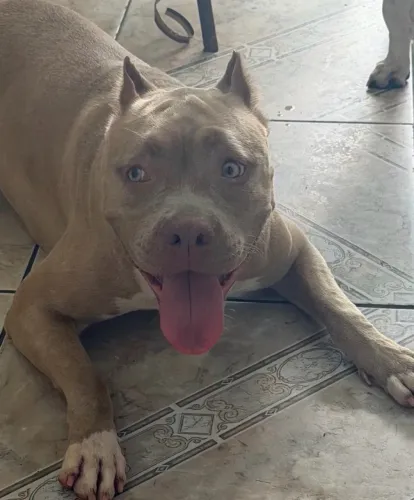 Potbull 8 meses