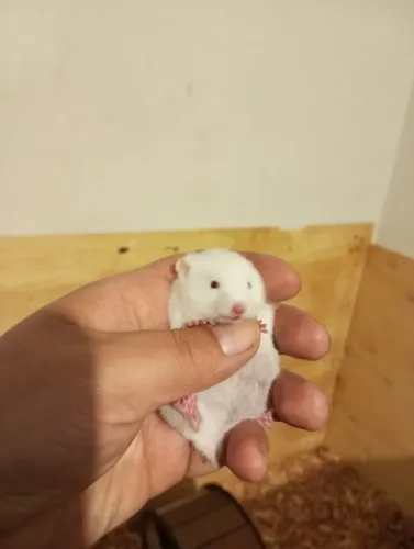Hamster sirio