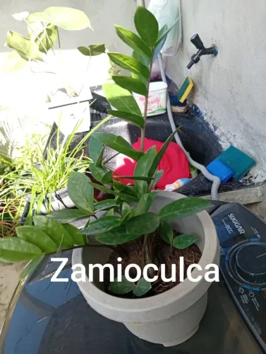 Plantas Naturais zamioculca
