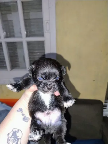 Vendo filhotes de Pug com yorkshire...