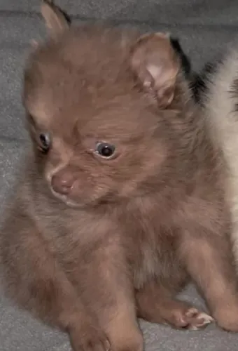 Spitz Alemão Lulu Pomerânia maravilhaaaa