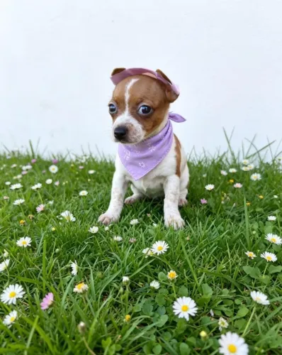 Mini Pinscher Encanto em Forma de Patas