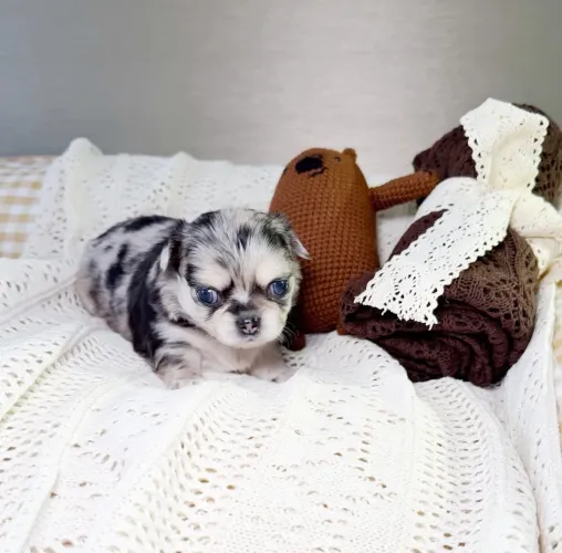 Chihuahua Pêlo Longo Merle - Encanto de Menino.