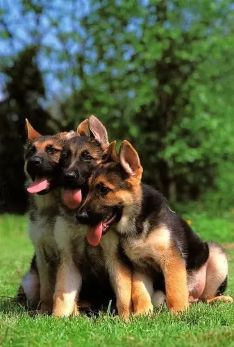 Filhotes de Pastor Alemão | Amor, companhia e muito carinho em um só pet.