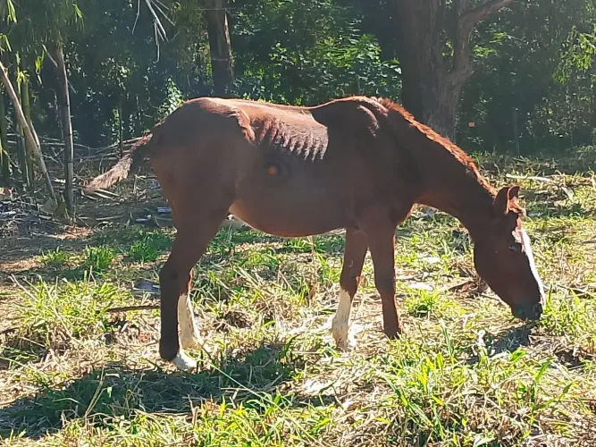 cavalo pra vender