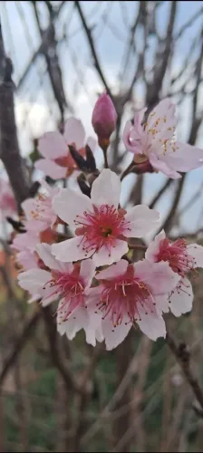 Cerejeira Sakura.
