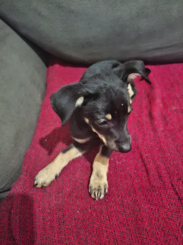 Pinscher número 1 Breddy