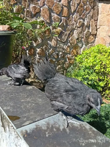 Galinha Aym Cemani