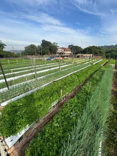 Hortaliças hidropônica 