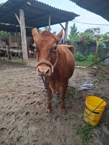 Vendo vaca