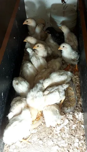 Pintinhos caipira  com galinha de postura 