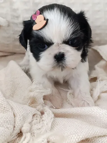 Shih Tzu