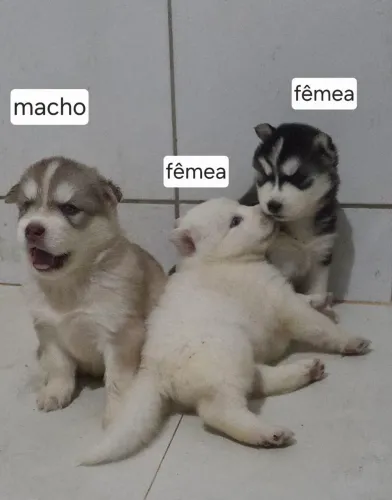 Husky Siberiano Venda