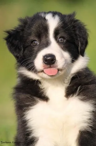 Garanta a fofura de filhote de border collie