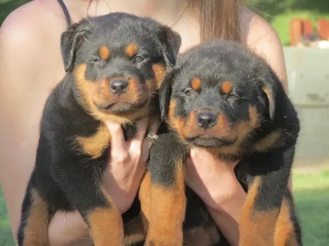 Filhotes de rottweilers pedigree CBKC
