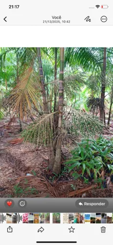 Mudas de açaí precoce e pai d?égua 