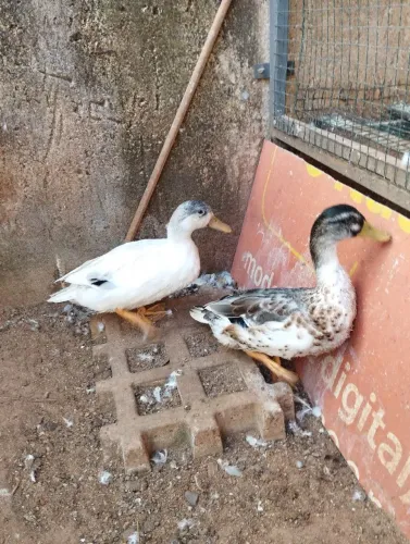 Marrecos Mallard 