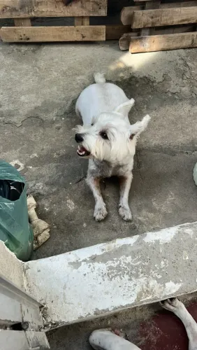 west hiland white terrier