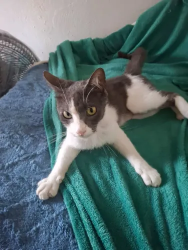 Adoção lindo gato cinza castradinho