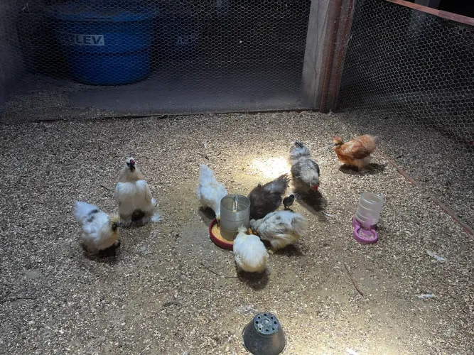 Galos e galinhas sedosas 