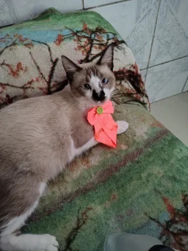 Gatinho adulto pra adoção muito dócil