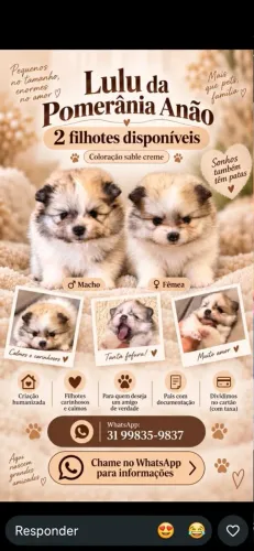 Lulu da pomerânia filhote