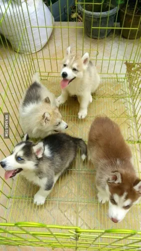 Husky siberiano Uma nova carinha para entrar na sua seleção