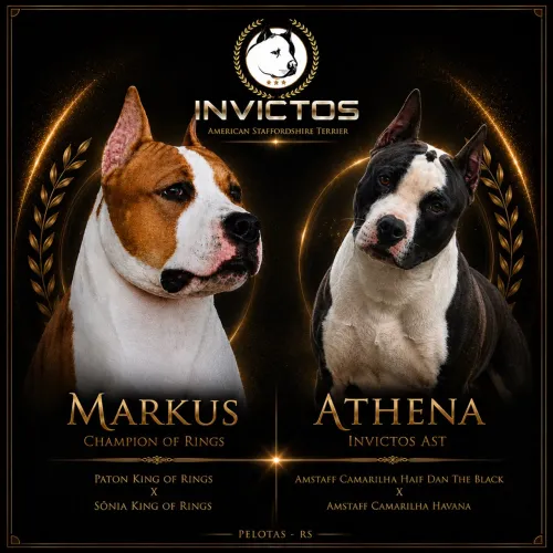 Filhotes American Staffordshire Terrier 