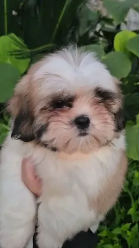 Shitzu