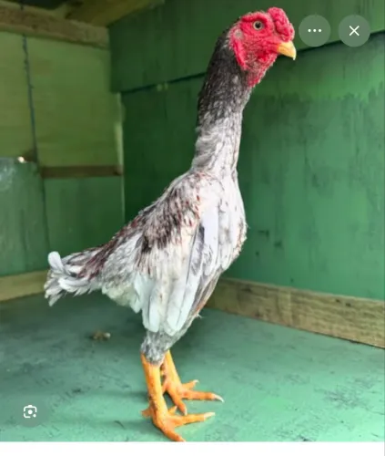 Estou a procura de ko shamo adultos ou pintinhos