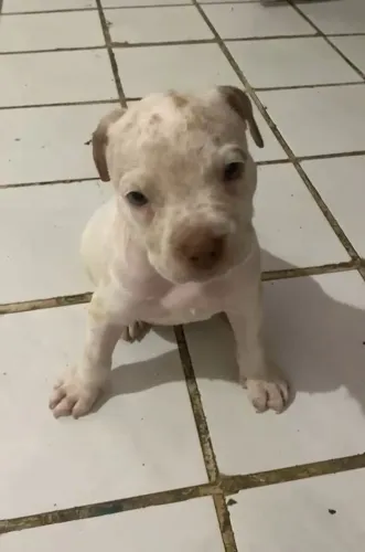 PITBULL MACHO