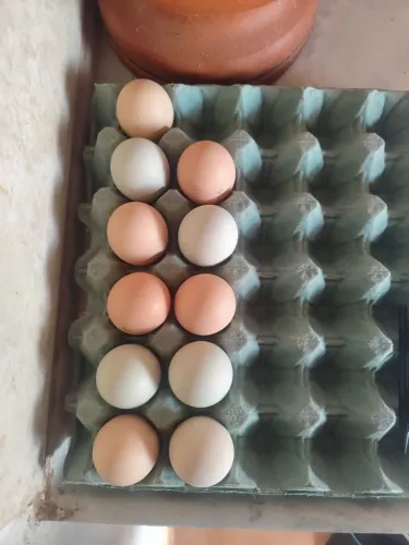 Ovos de galinha balão gsb