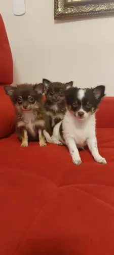 Encontre conosco seu lindo bb de Chihuahua!!! 